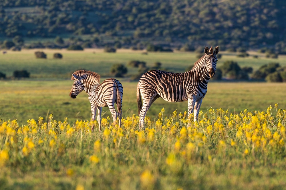 Shamwari Riverdene