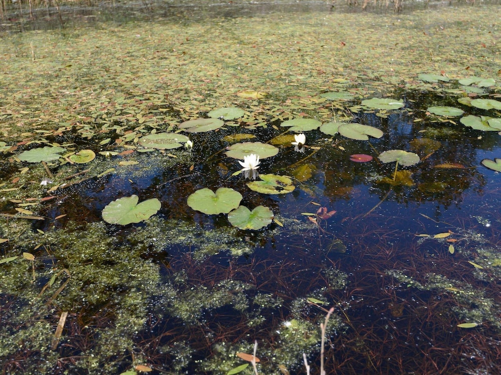 Photo 41