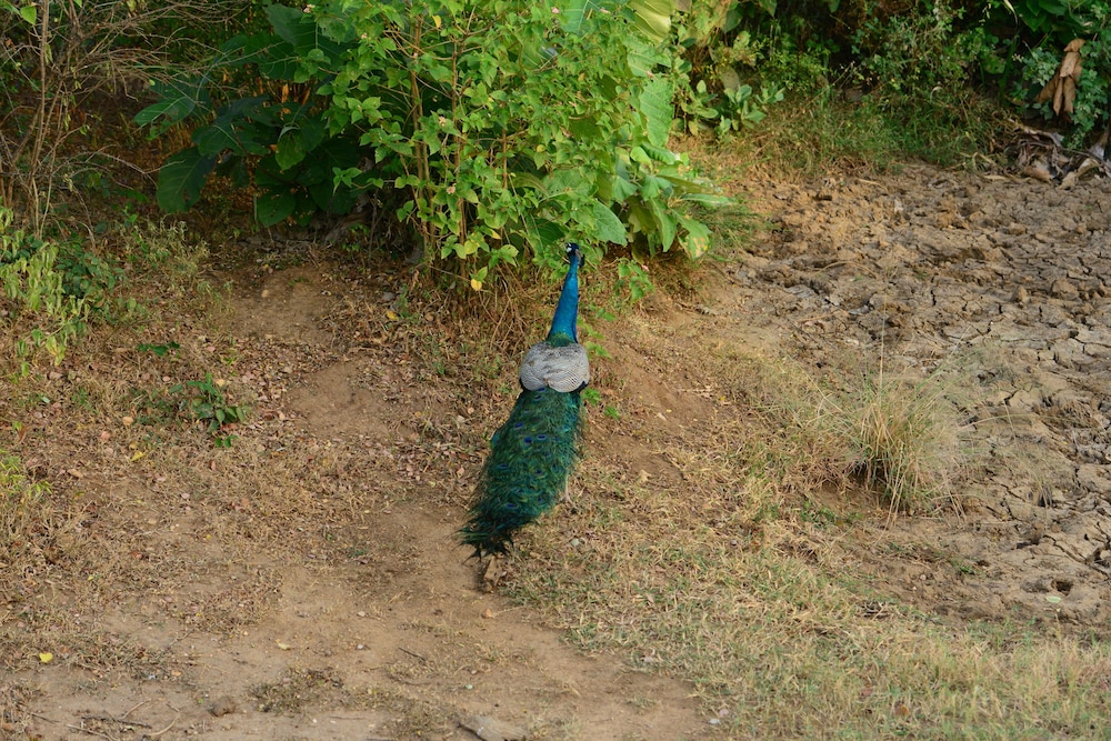 Nil Diya Mankada Safari Lodge
