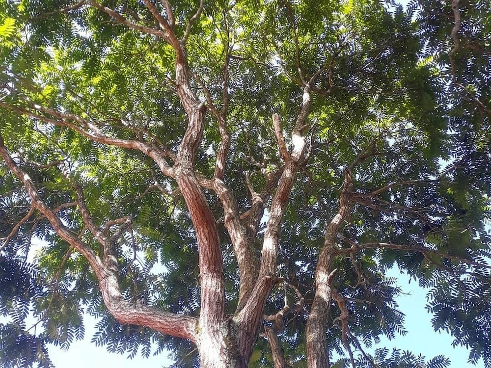 Pousada Ecorsini Aventura