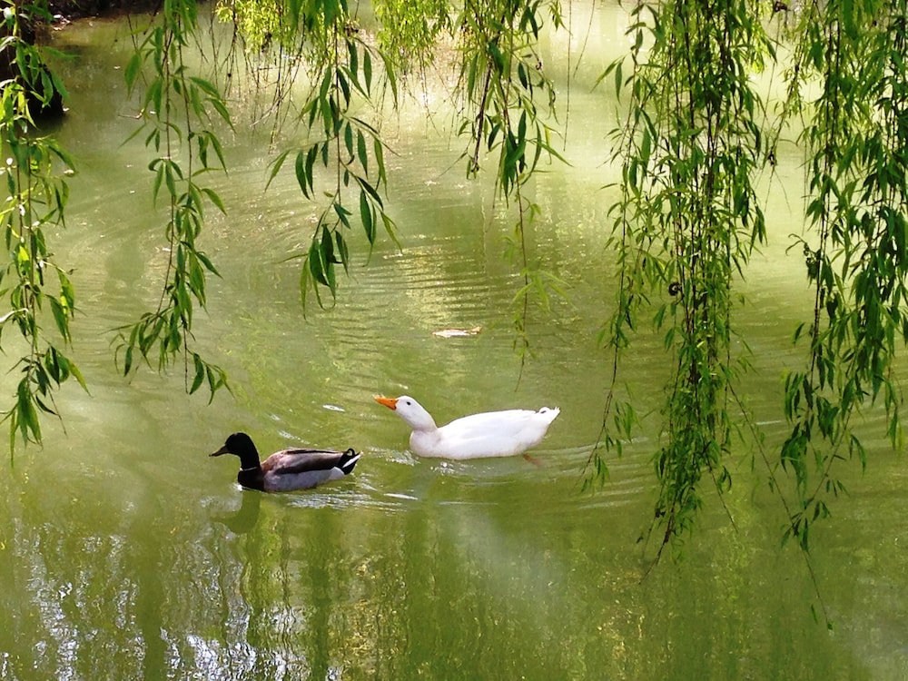 Photo 100