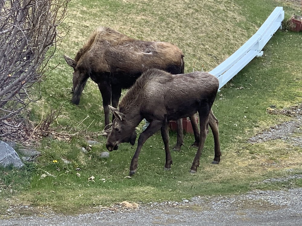 Alaska Halcyon Heights Inn