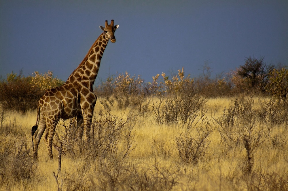 Grassland Safari Lodge