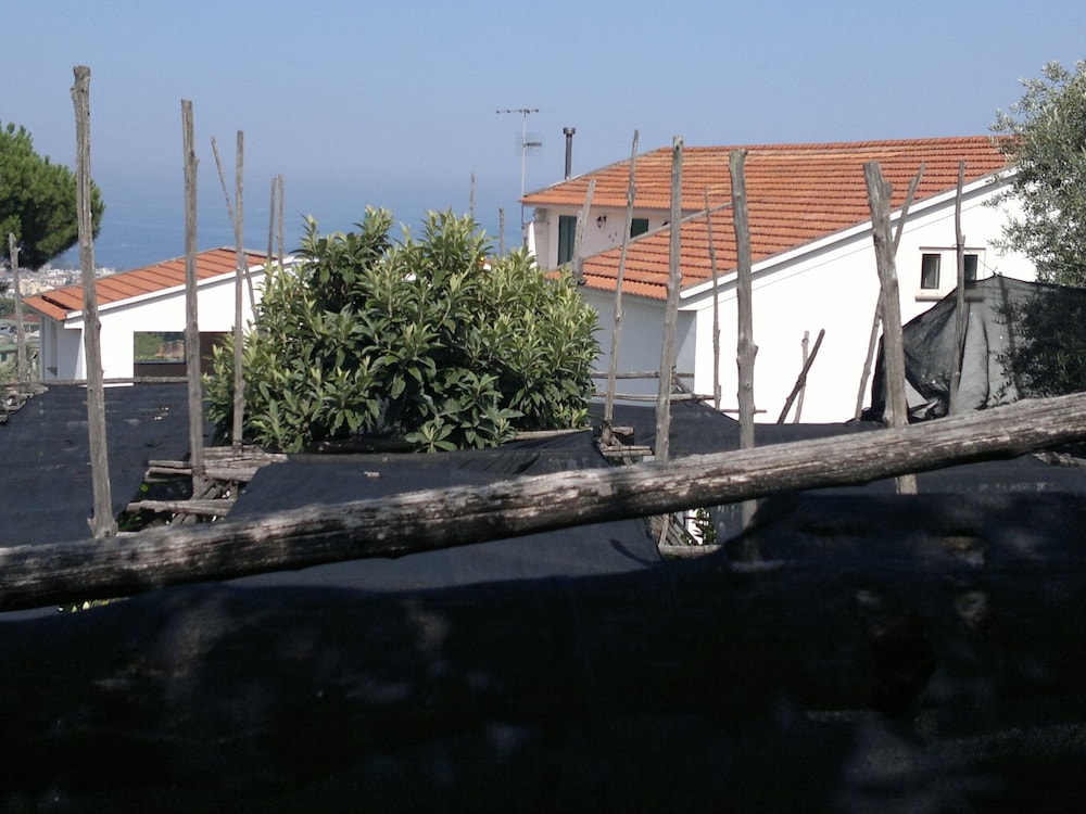 Old Farmhouse Set In A Citrus Grove view 5