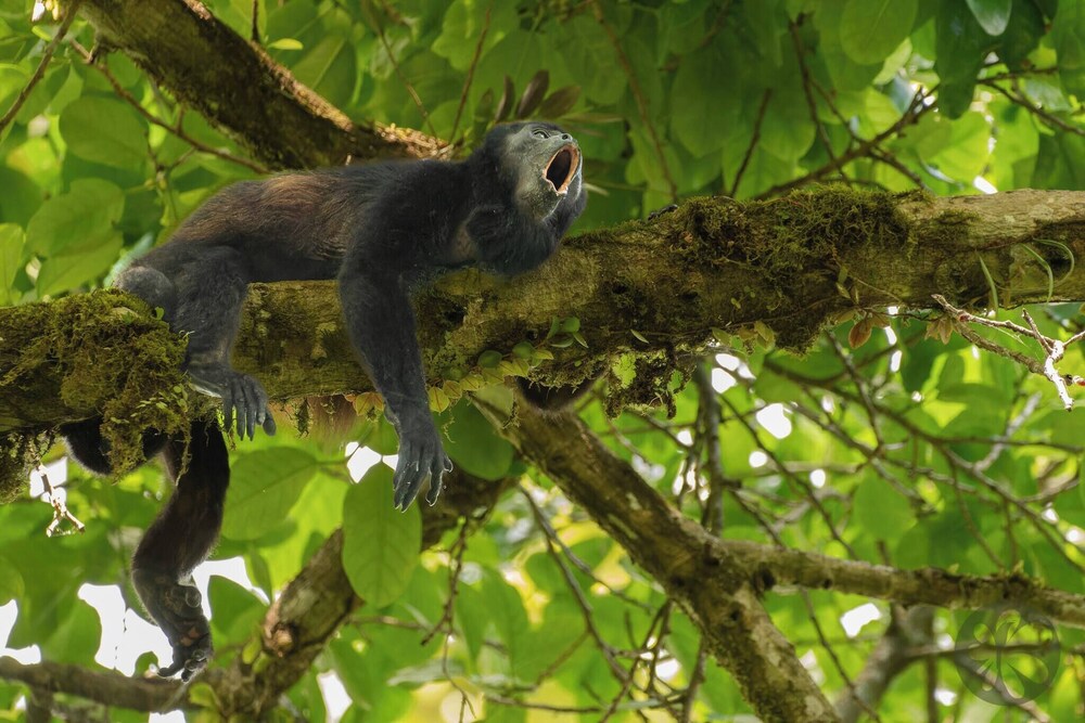 Villa Bruno - Terrace - Jungle - Birdwatching