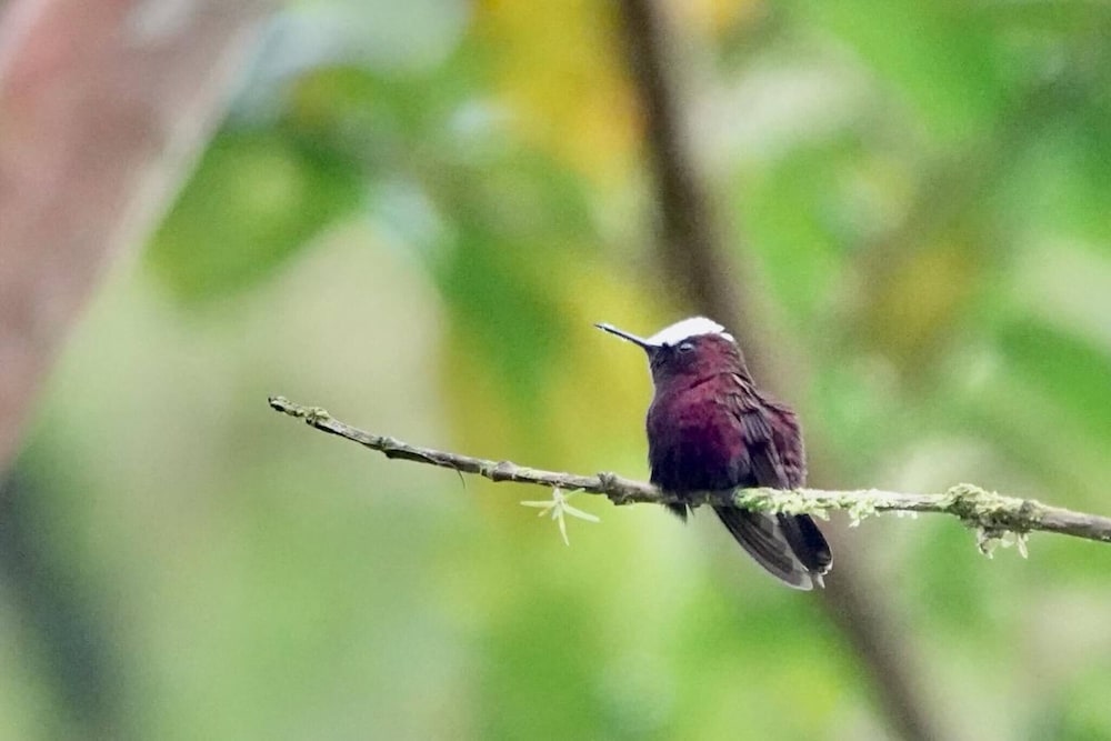 Pura Vidaville - Hiker's Hideaway