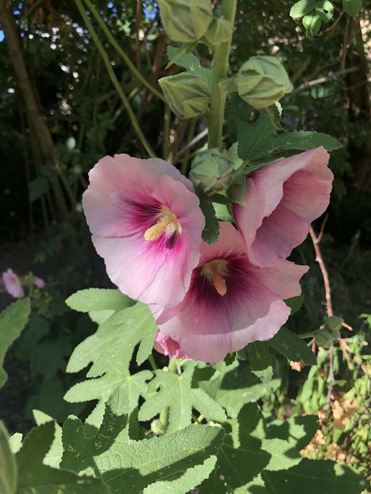 Novilla
