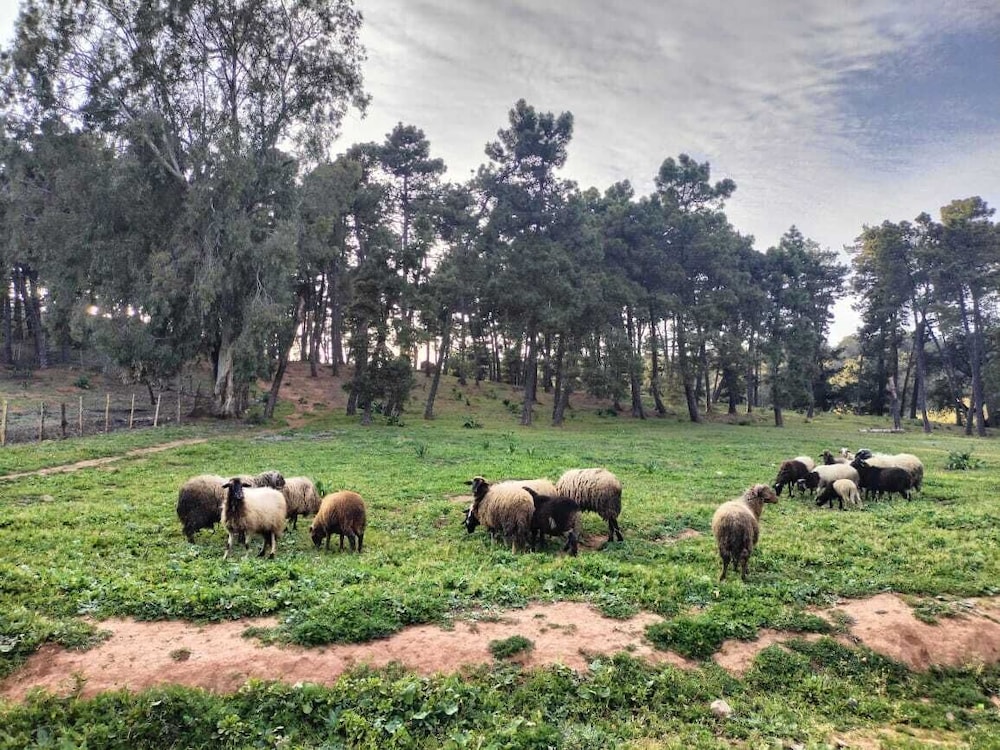 Les chaumières de Aindraham