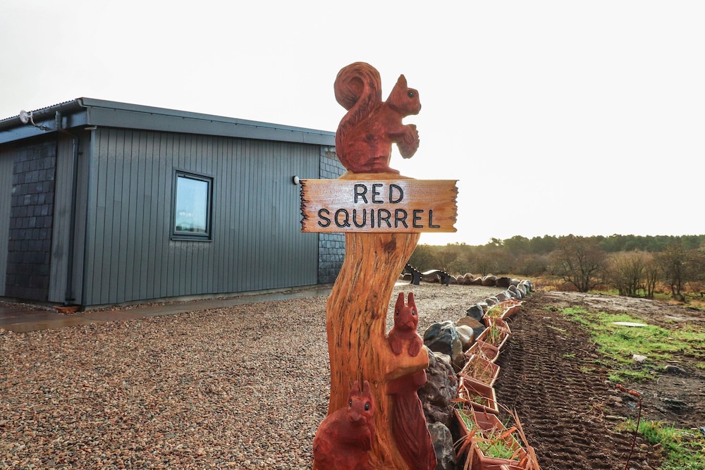 Red Squirrel