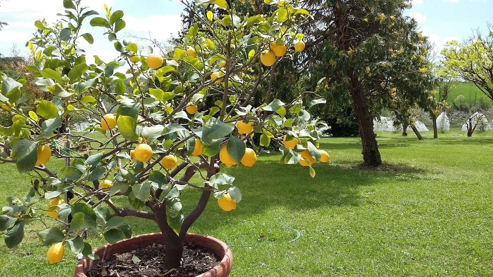 Villa La Morina Agriturismo