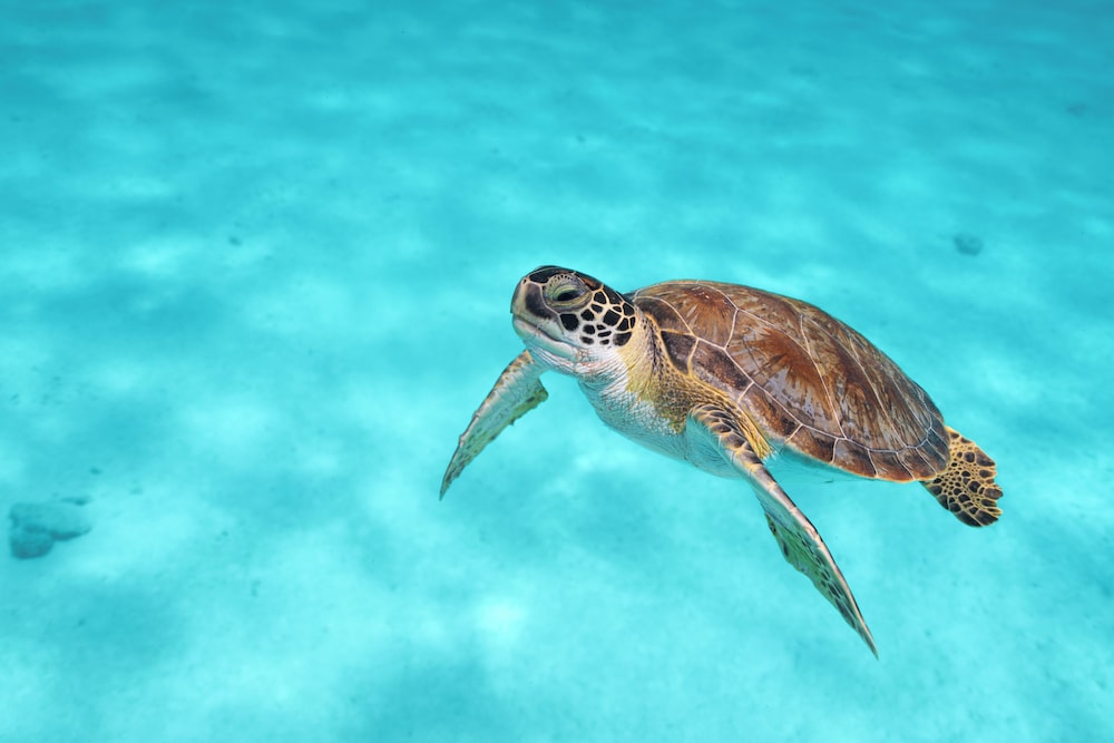 Van der Valk Plaza Beach & Dive Resort Bonaire - All Inclusive - Photo 36