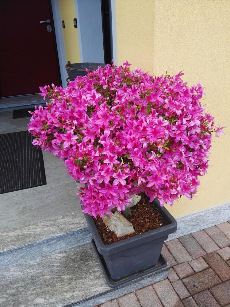 Photo 38