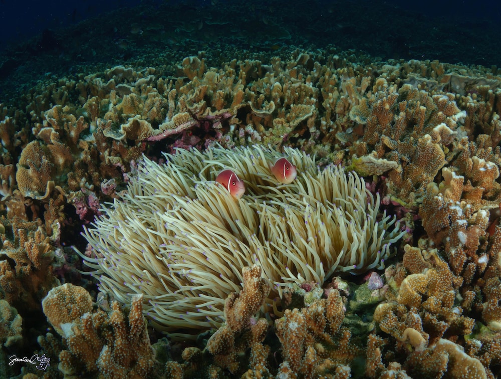 Turtle Bay Dive Resort