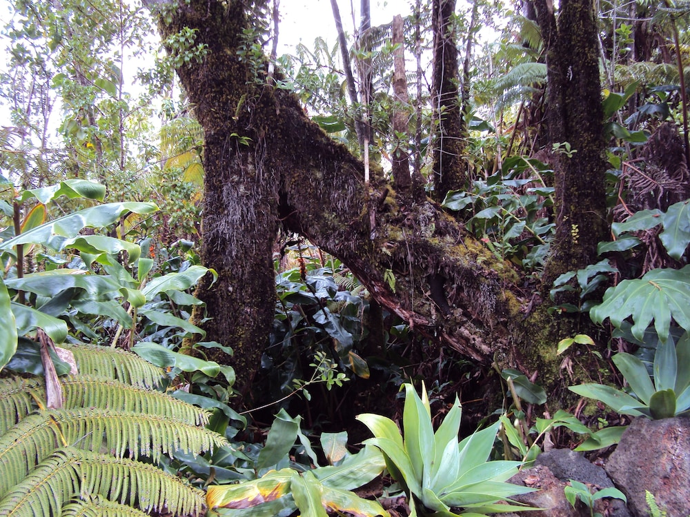 Volcano Rainforest Lodge