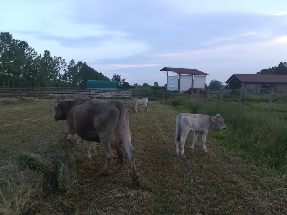 Photo 46