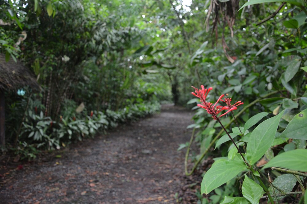 Arenal Oasis