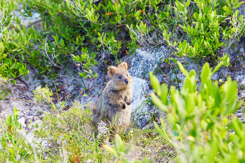 Stay Rottnest