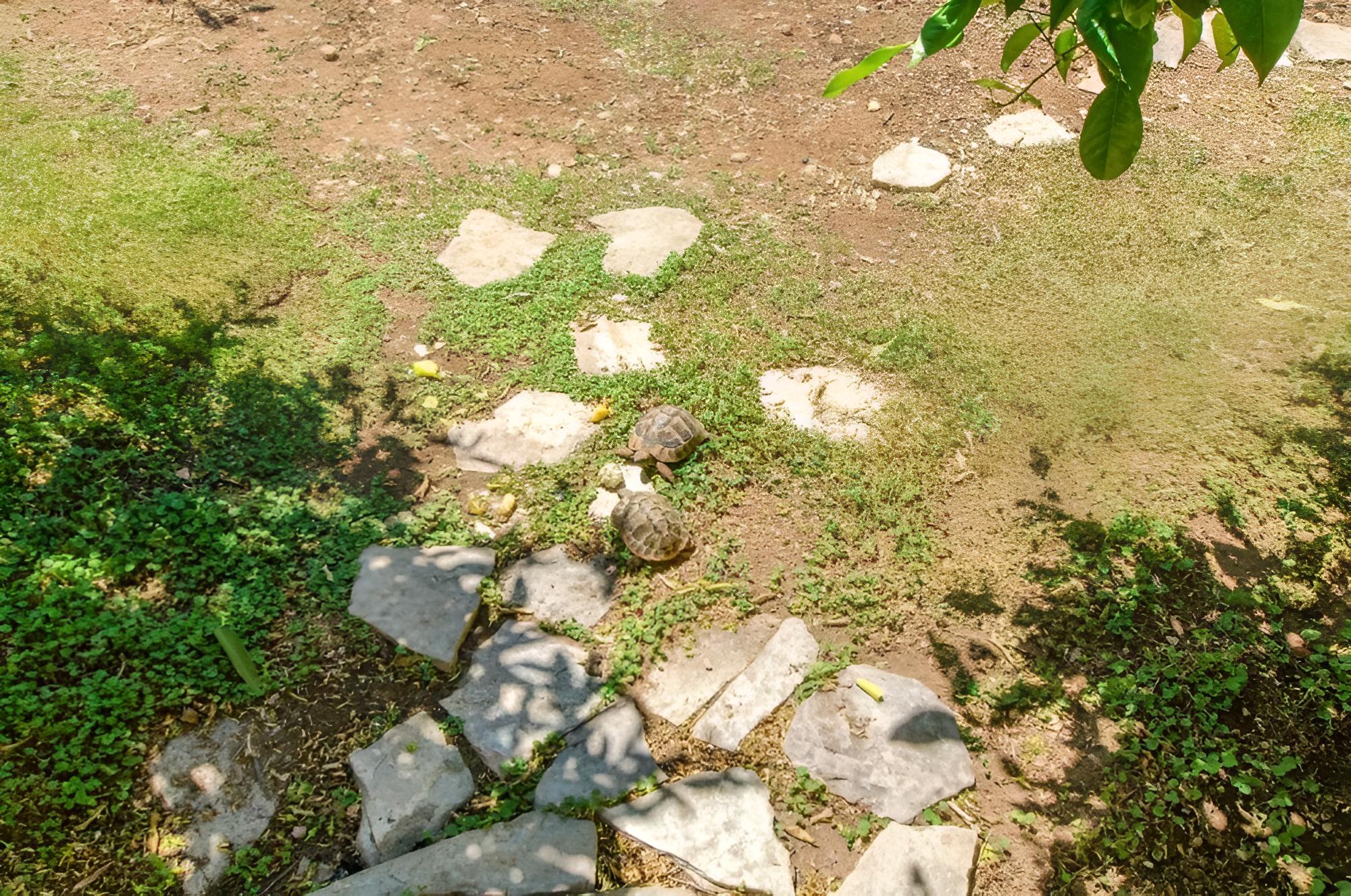 Photo 19