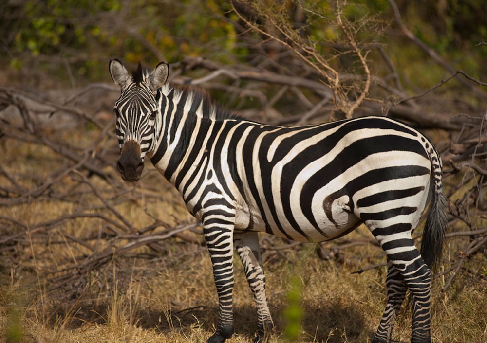 Impala Ecolodge