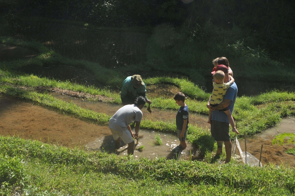 Tepi Sawah Lodge
