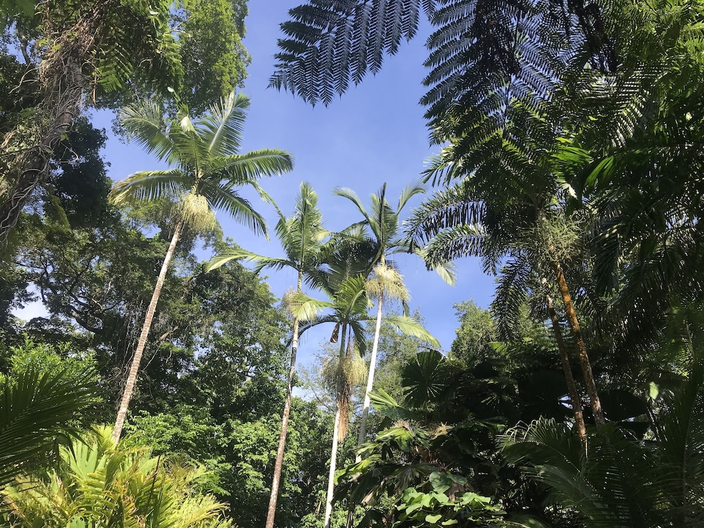 Daintree Crocodylus