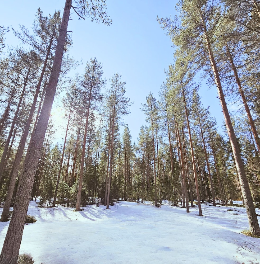 SKOG - Aurora igloos