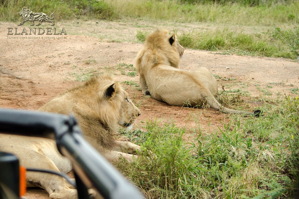 Elandela Private Game Reserve & Luxury Lodge