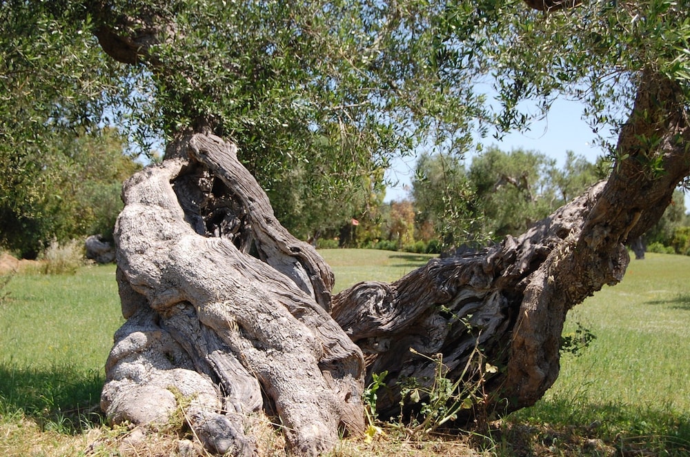 Scalilla - L'Agriturismo