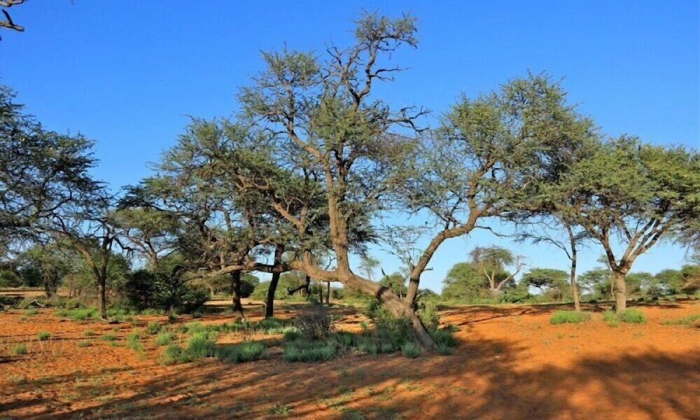 Otjimbondona Kalahari