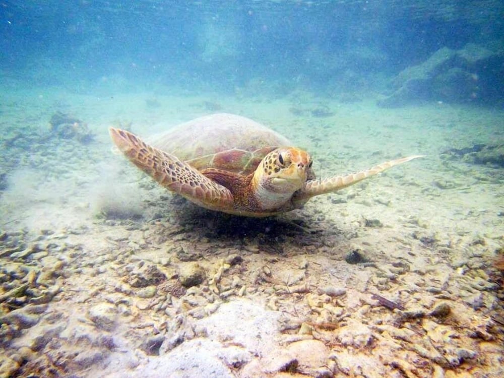 Catamaran en Kuna Yala