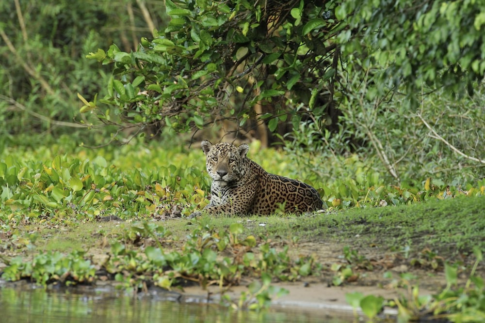 SouthWild Pantanal Lodge