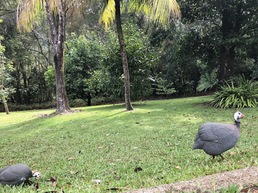 Daintree Manor Bed & Breakfast