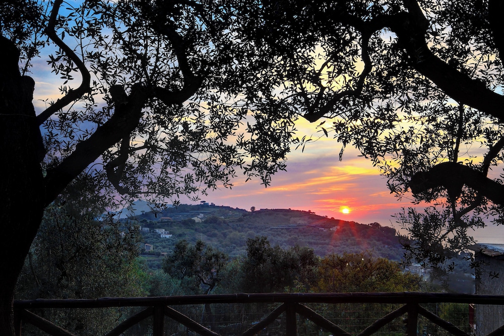 Il Tulipano