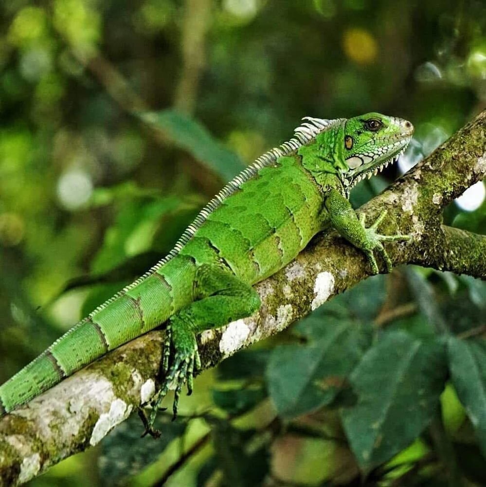 Ecological Jungle Trips & Amazon Lodge