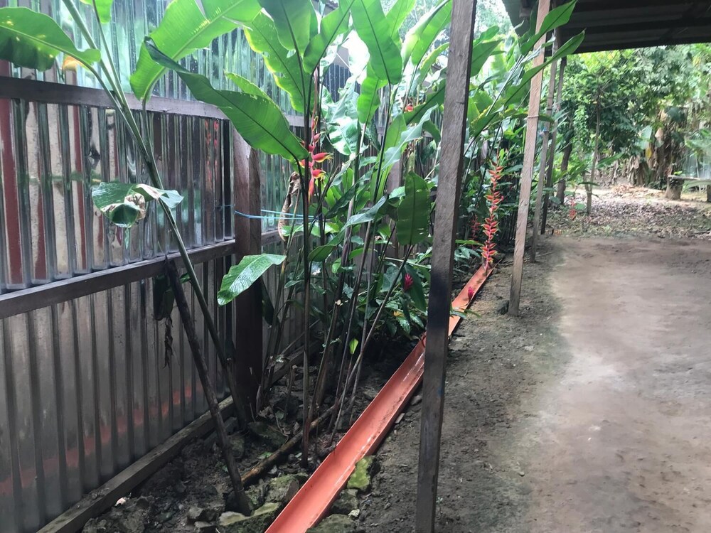 Ayahuaska