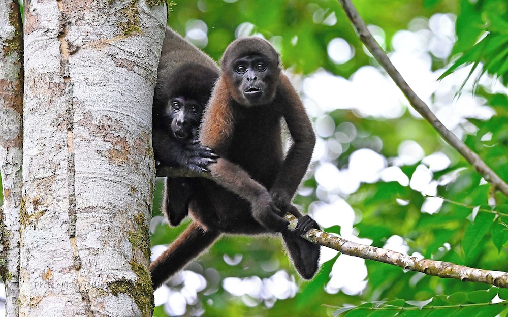 Grand Selva Lodge & Tours