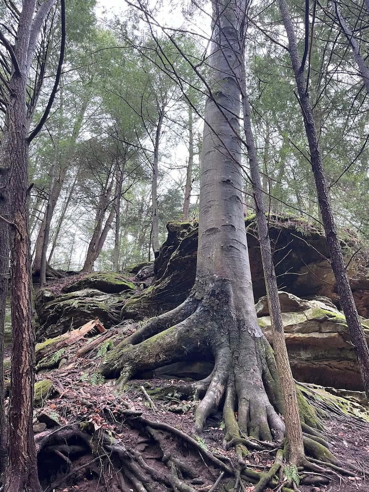 The Treetop Retreat Family Getaway in Scenic Hocking Hills