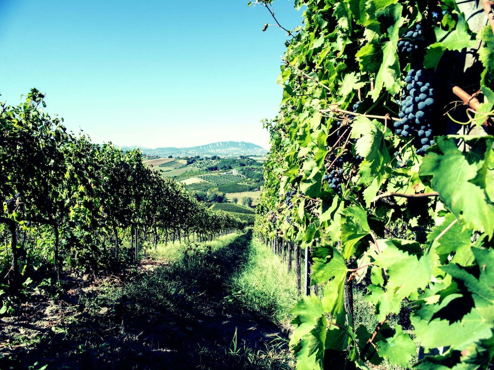 Apartment Amidst Vineyards & Blue Skies view 4