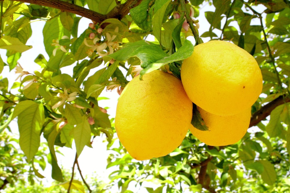 Agriturismo Terra dei Limoni