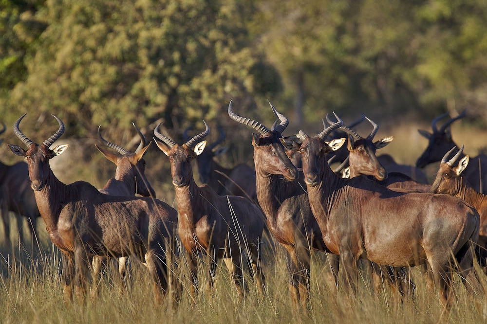 Nahubwe Safari Lodge view 2