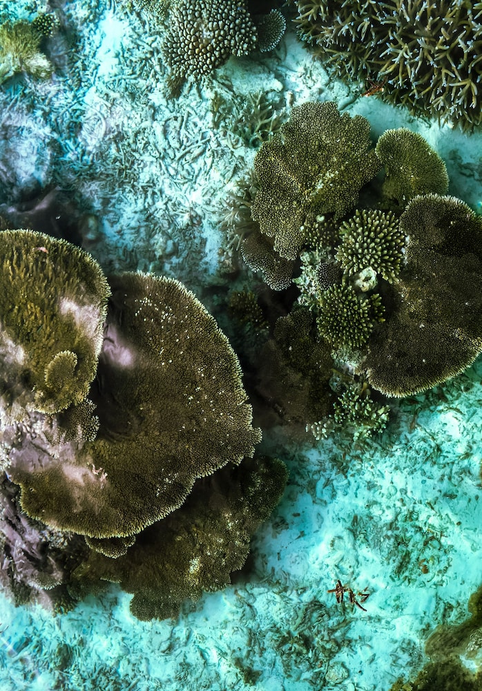 Hide Inn Blue