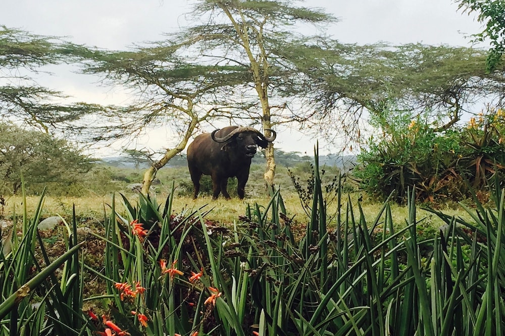 Hatari Lodge