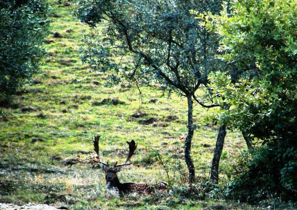 Photo 45