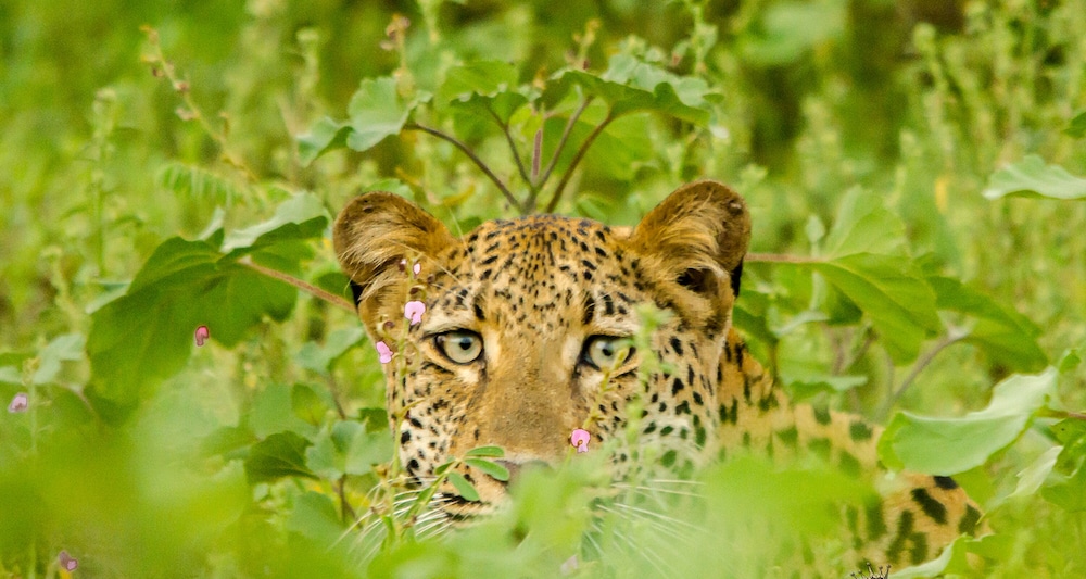 Elandela Private Game Reserve & Luxury Lodge