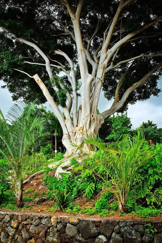 Banyan Tree Sanctuary