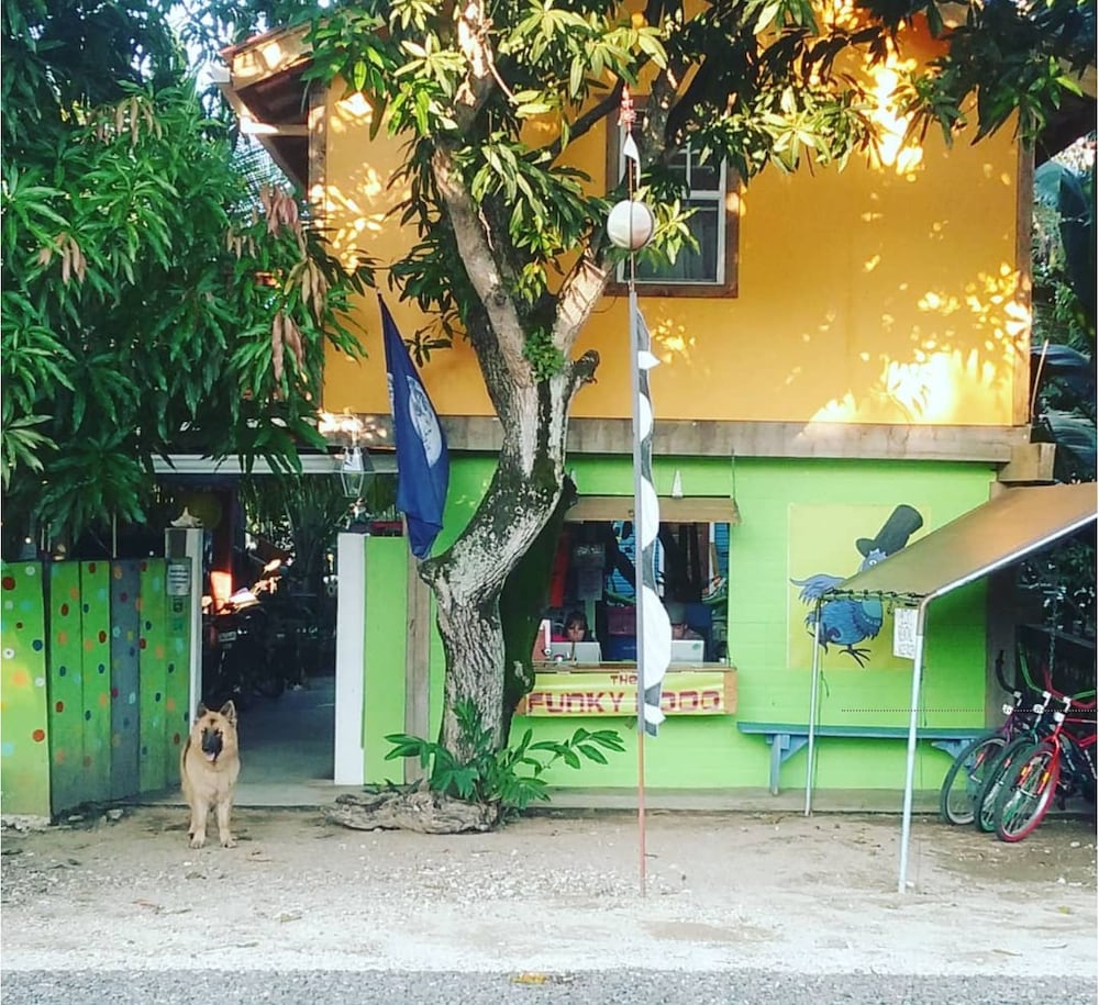The Funky Dodo Backpackers