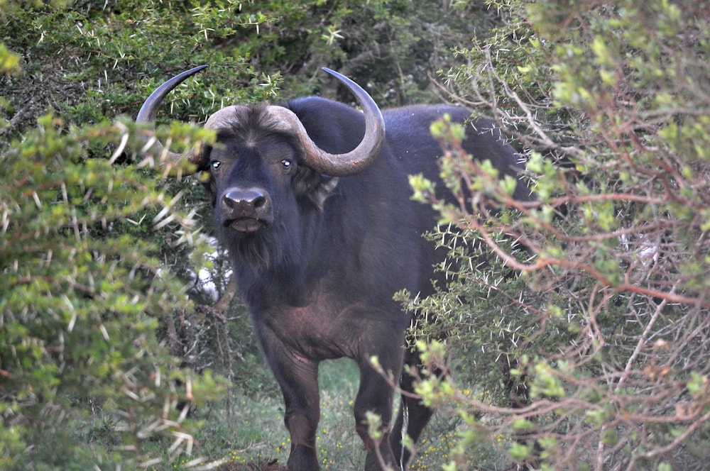 Hopewell Private Game Reserve