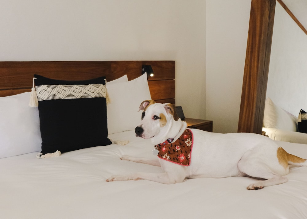 Kimpton Aluna Tulum, an IHG Hotel - Property Image 90