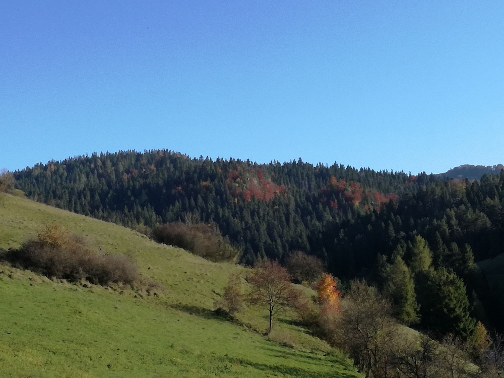 Photo 46
