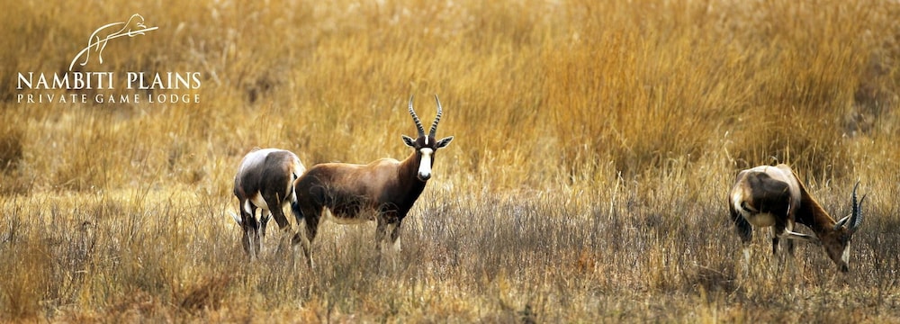 Nambiti Plains Private Game Lodge
